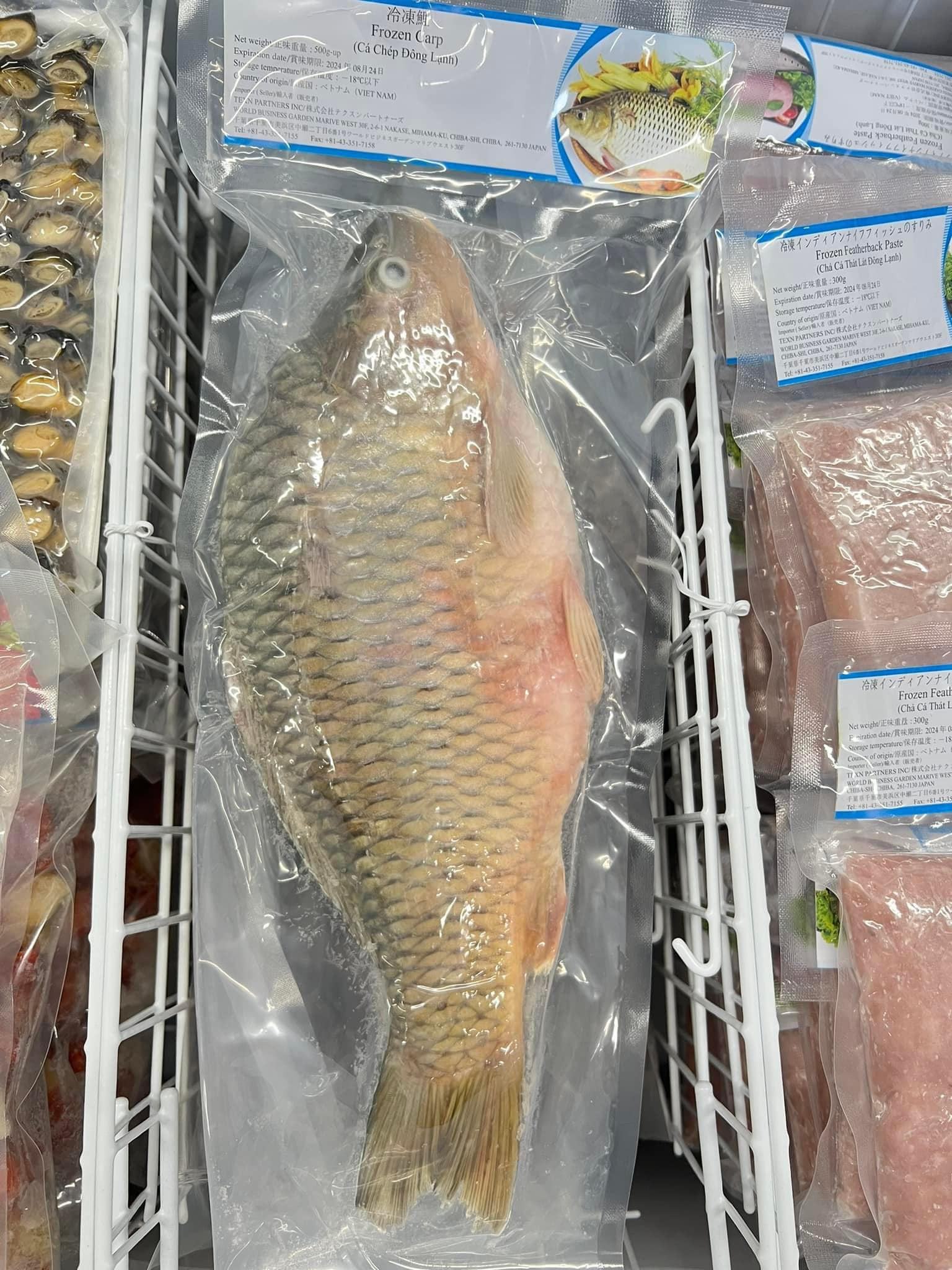 冷凍鯉・CÁ CHÉP ・鲤鱼